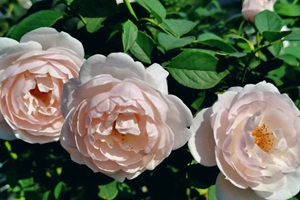 抗黑斑病超強(qiáng)的月季品種推薦